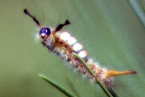 Douglas-fir Tussock Moth caterpillar